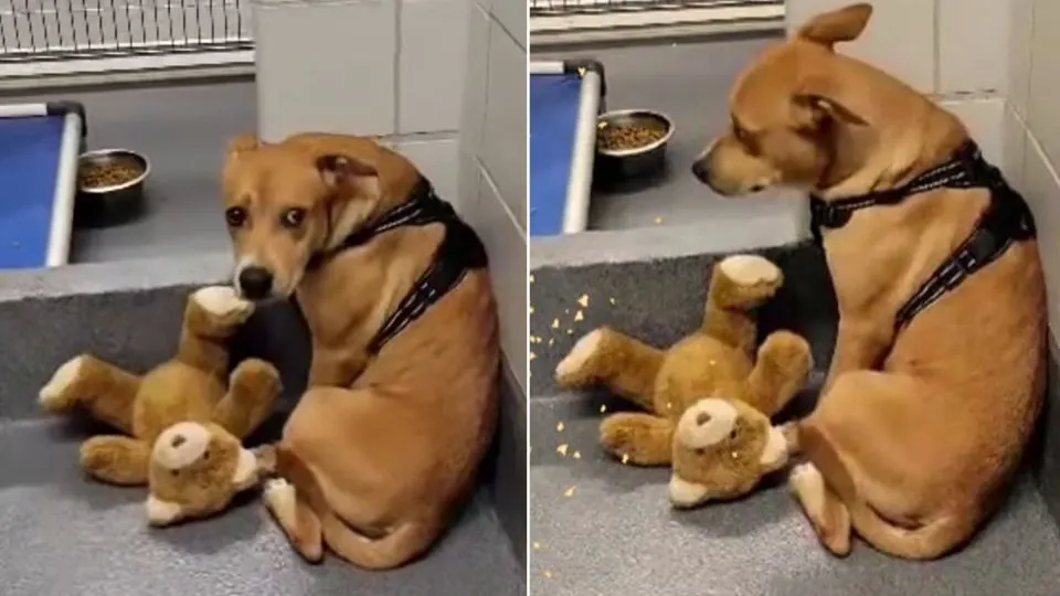 Dog Dumped In A Deserted Area Gets Lucky When Rescuers Notice Him And Come To Help