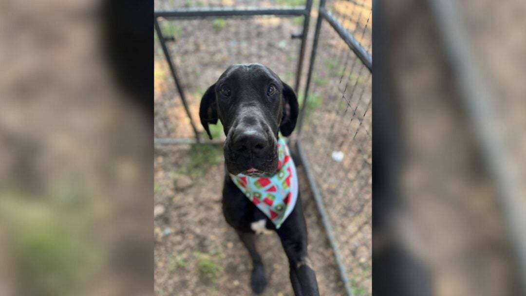 New Jersey Pup Pulled From The Brink Melts In The Arms Of The First Person Who Showed Her Kindness