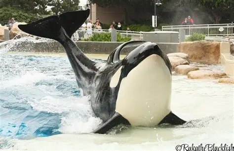 while performing and shortly after, news spread that she had to operate on the whale to remove its ……. – TAMMY