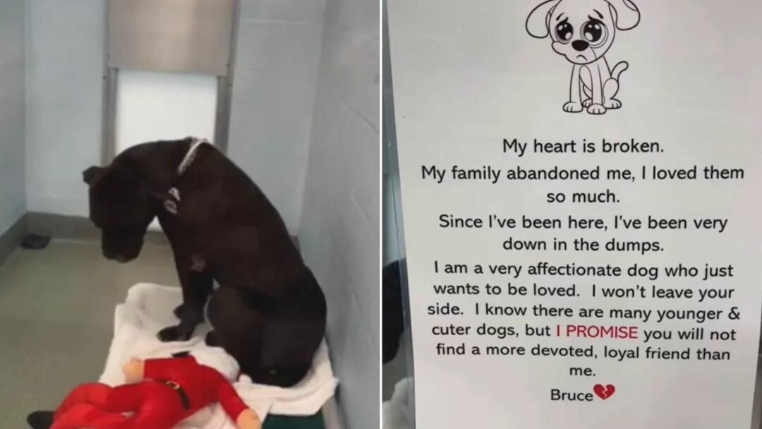 Sorrowful Pup Was Cruelly Tied To The Door Of Florida Shelter And Left By His Owners